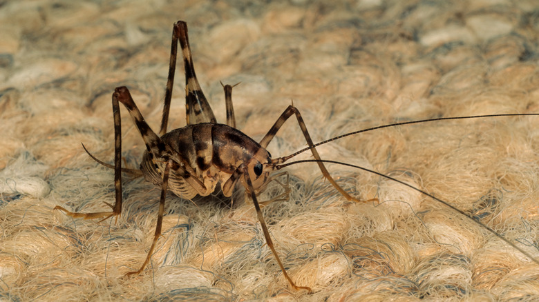 close up of a spider cricket