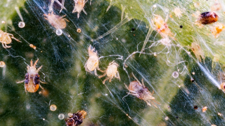 Red spider mites