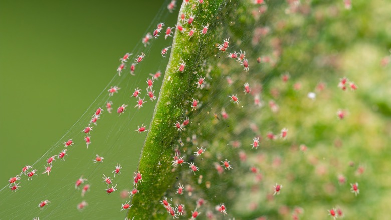 spider mites on plant