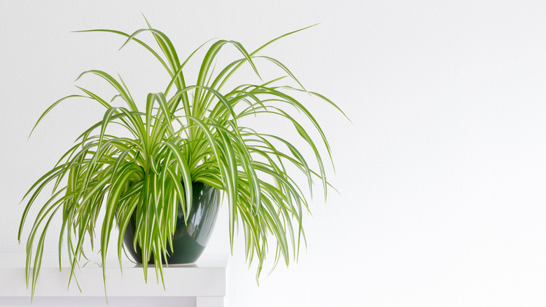 spider plant on shelf