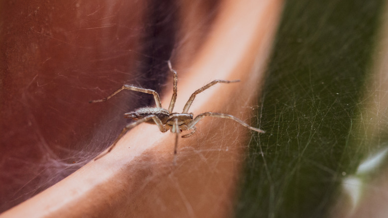 Spider in web by indoor plant pot