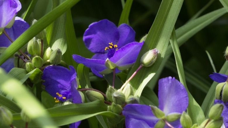 purple spiderwort in field