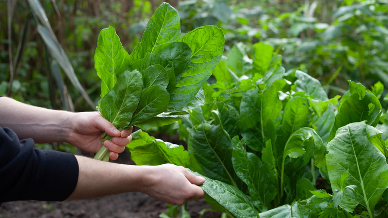 Two hands harvest spinach from garden