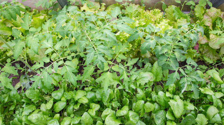 A garden bed with spinach and tomatoes.