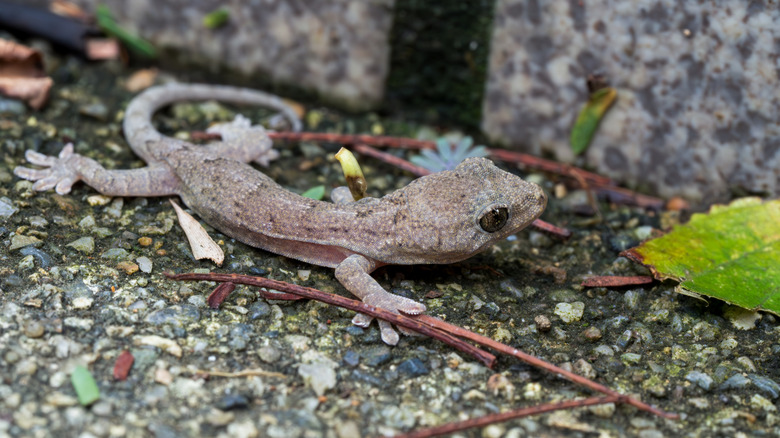 Small lizard outside of home