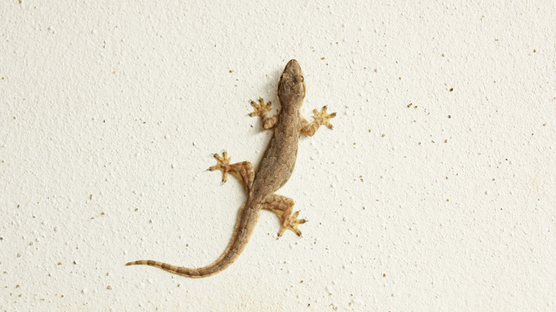 Lizard climbing on house wall