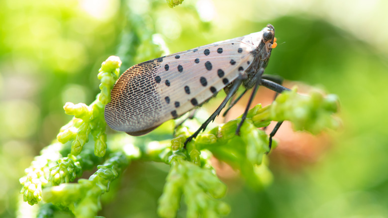 spotted lanternfly on plant