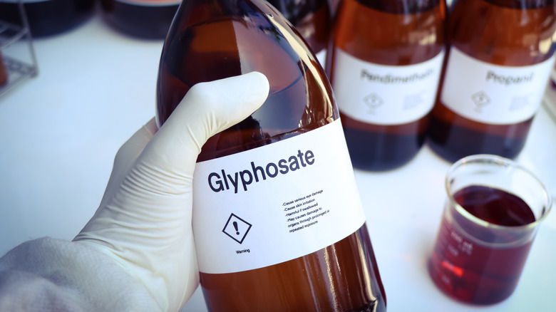 Glyphosate in a bottle being handled with gloves