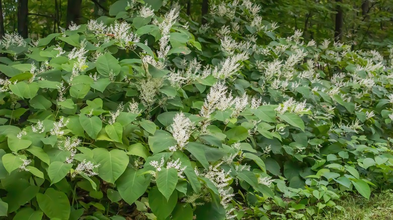 Invasive Japanese Knotweed (Fallopia japonica) swamping native plants