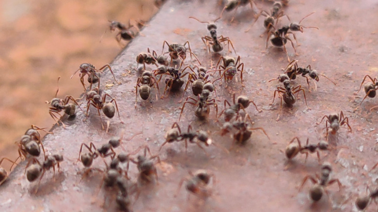Ants gathering around a front door
