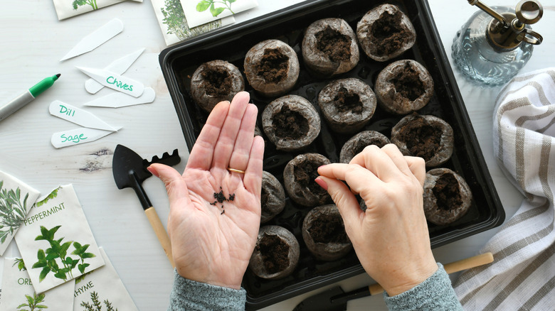 A person plants seeds in a seed starting pots