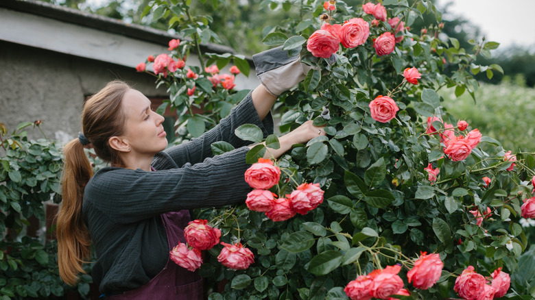 A woman trims a blooming rose bush