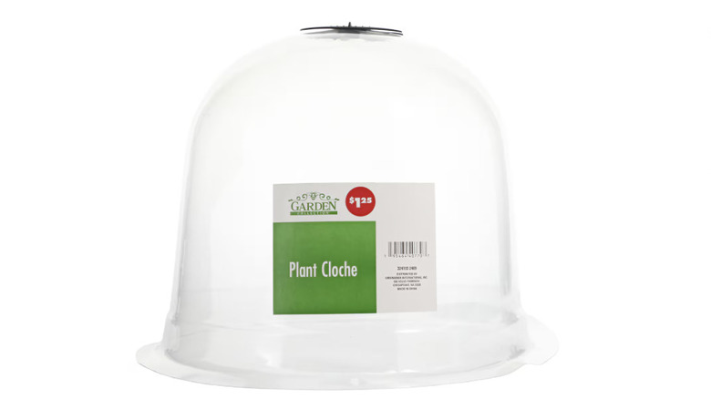 Plastic plant cloche against a white background