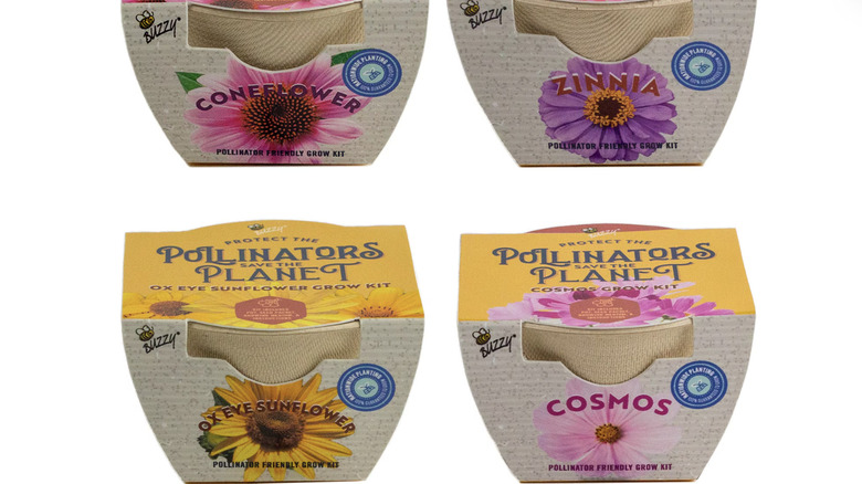 Four pollinator grow kit cups against a white background