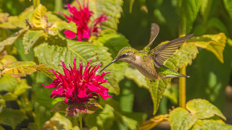 hummingbird drinking from bee balm
