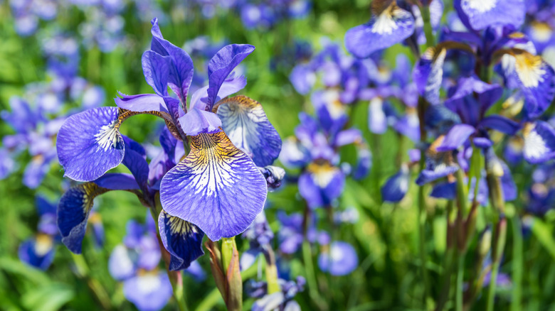 blue siberian irises in garden