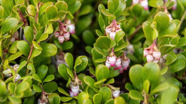 Bearberry flowers in bloom