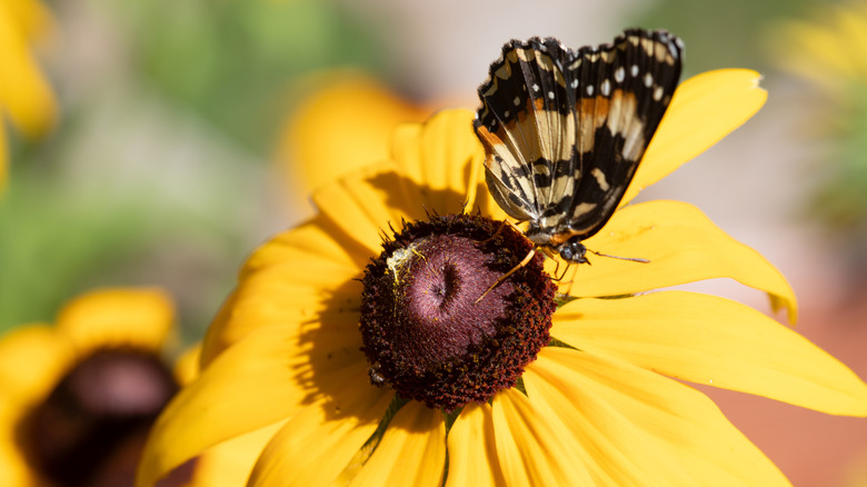 Butterfly landed on black-eyed susan