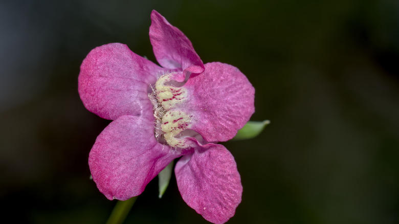 Closeup on Maurandella antirrhiniflora bloom
