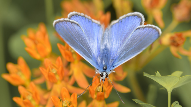 Blue butterfly sitting on butterfly milkweed