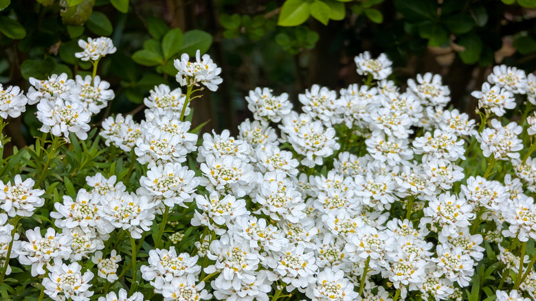 Candytuft blooming with white flowers in garden