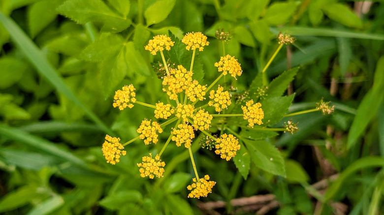 Closeup on golden Alexander flowers