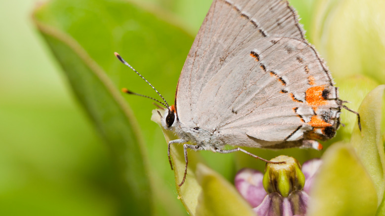 Closeup of butterfly on Asclepias viridis flower