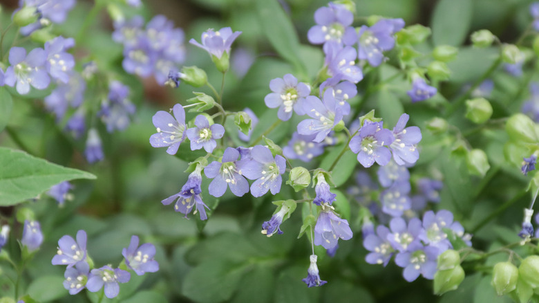 Jacob's ladder flowers in garden