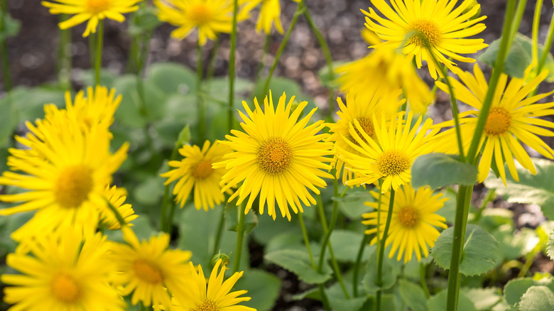 Yellow leopard's bane species growing in garden