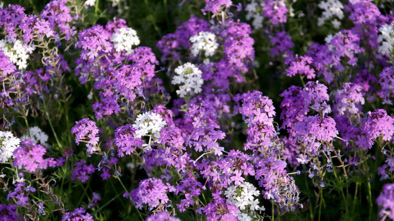 Dense Moss verbena blooms in garden