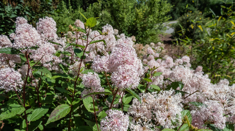 Ceanothus americanus in bloom with large pink flowers