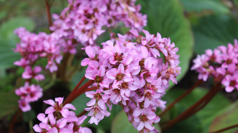 Closeup on pigsqueak flowers