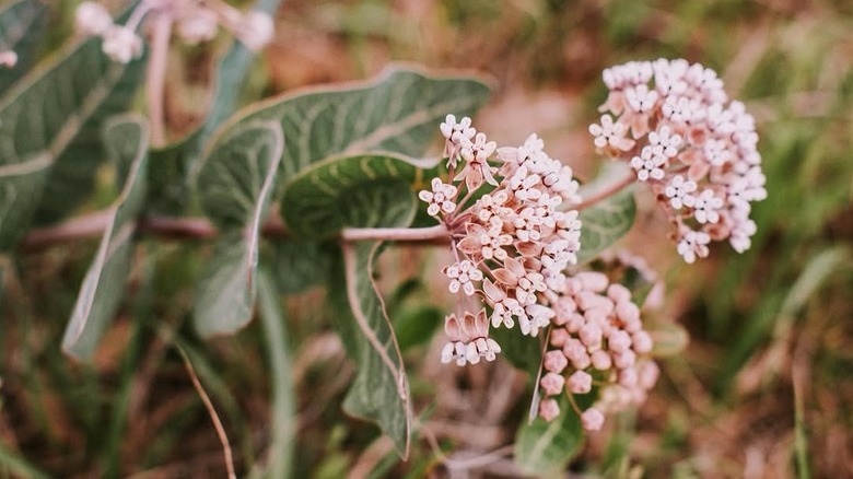 Asclepias humistrata flower in bloom