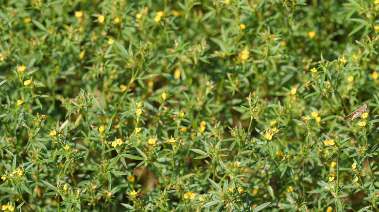 Sidebeak pencilflower growing as ground cover with yellow blooms and insects