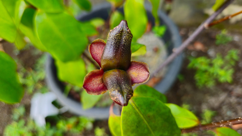 Closeup on Asimina parviflora blooming in container