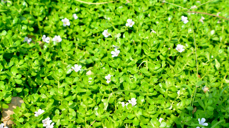 Small Smooth water hyssop flowers blooming in sunny spot