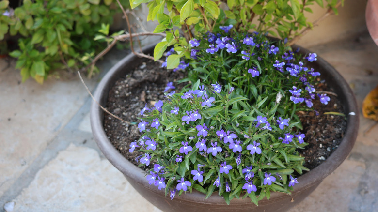 Lobelia erinus blooming in container