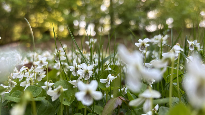 Field filled with blooming white mountain violets