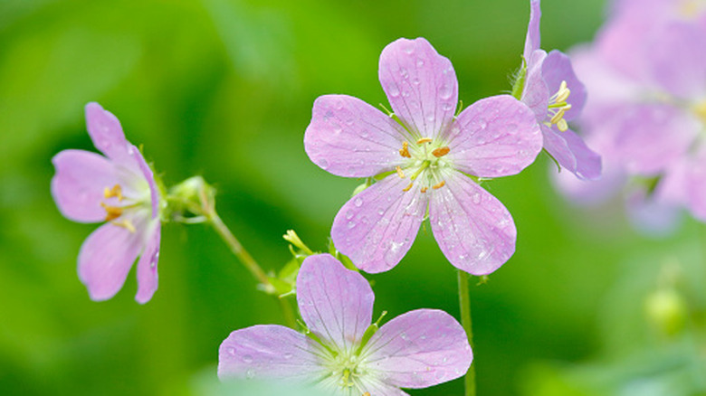 Closeup on wild geranium lavender blooms