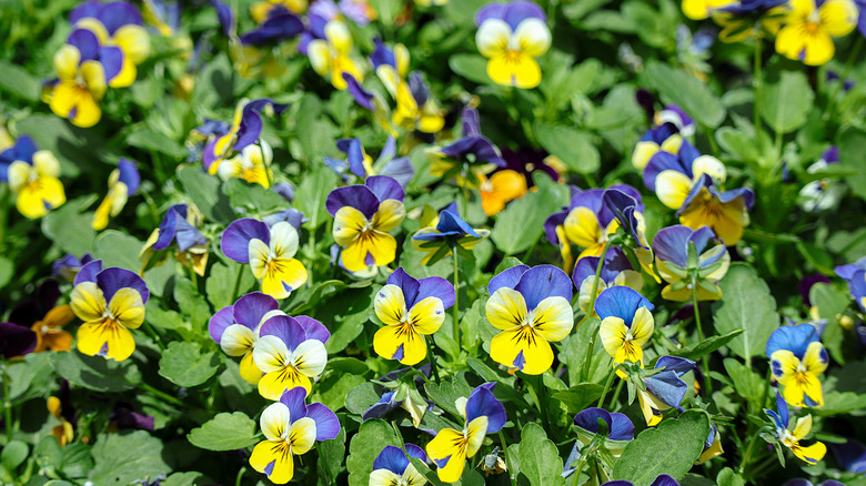 Colorful Viola tricolor in bloom with blue and yellow flowers