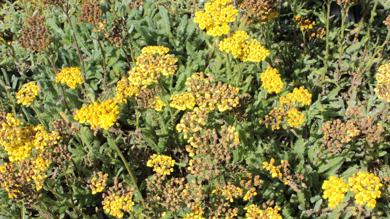 Yellow woolly yarrow flowers blooming in sun