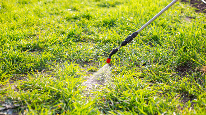 spraying weeds in a lawn