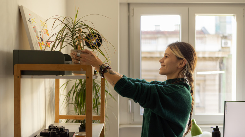 A person with long blonde hair takes down a large potted spider plant from the top shelf of a bookshelf.