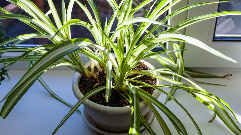 A potted spider plant growing in a sunny windowsill indoors.