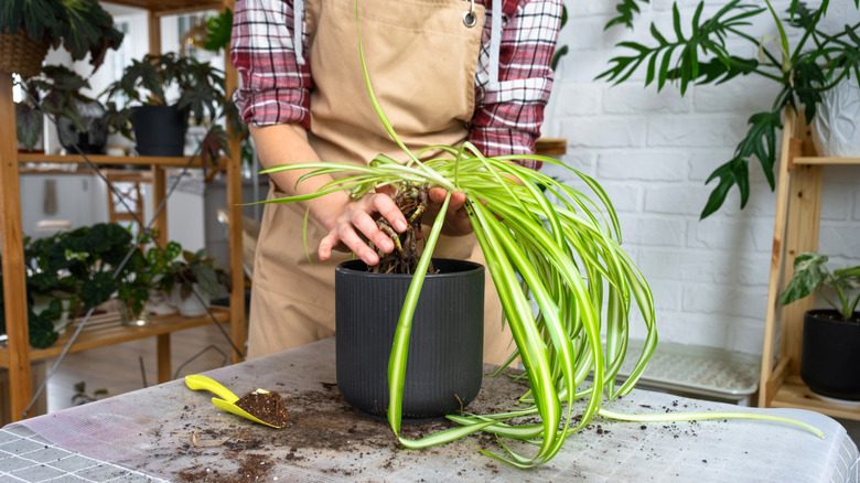 A person repotting a large indoor spider plant into a new container using a small gardening tool.