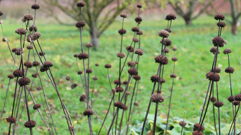 Dried bee balm stems with seed heads