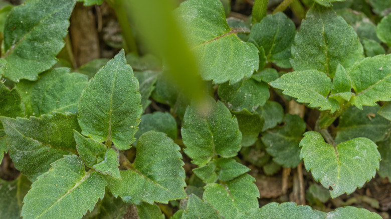 Bee balm leaves