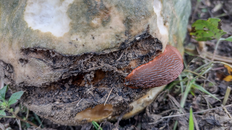 Slug devours a rotting pumpkin