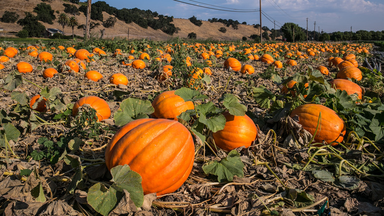 Pumpkins grow on vine in patch