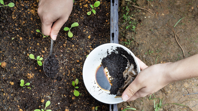 Coffee grounds in garden